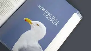 The Gull Guide: North America 