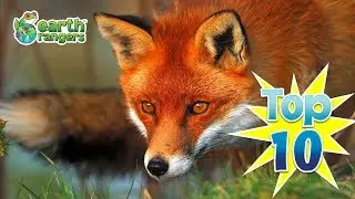 Top 10: Fun Fox Facts