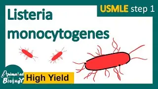 Listeria monocytogenes | What is listeriosis? | microbiology and pathology | USMLE Step 1
