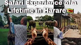 SAFARI EXPERIENCE in Zimbabwe || 📍Wild is Life|| VLOG || 