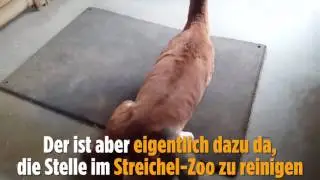 Bild   Ja, so ein Laubbläser ist ganz fein  ♥