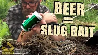 BEER TRAP - Remove slugs and bugs from your garden using beer.