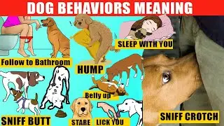 40 Strange Dog Behaviors Explained - Jaw-Dropping Facts about Dogs