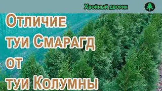 Чем отличается туя Смарагд от туи Колумны.