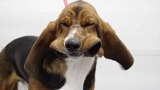 Violation at the dog groomers