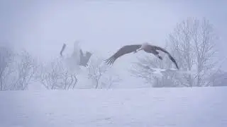 Русский танец П И Чайковский