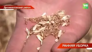 В Татарстане на неделю раньше стартовала уборочная кампания