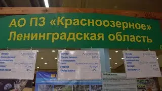 Племенной завод по Разведению Альпийской и Ззааненской породы коз АО ПЗ Красноозерное