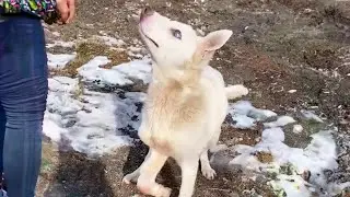 Blind and paralyzed, this dog faithfully protects the place that used to be his home