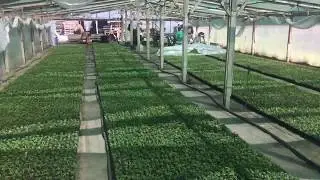 Кассетная рассада земляники или клубники