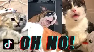 Oh No TikTok Compilation (oh no no no song) | Pet edition