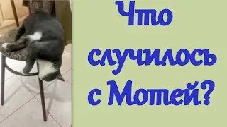 Что случилось с котом???