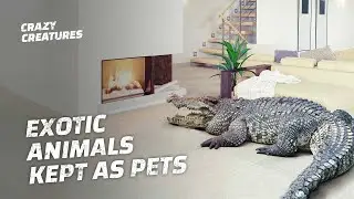 The Exotic Animals That Have Been Domesticated