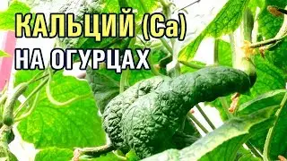 КАЛЬЦИЙ НА ОГУРЦАХ (28-01-2019)
