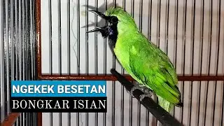 EMOSI Gacor Nembak Jambul Ngentrok - Cucak Ijo Gacor Bongkar Isian Kasar