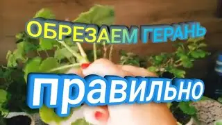 Как правильно обрезать Герань в зиму!Подкормка.