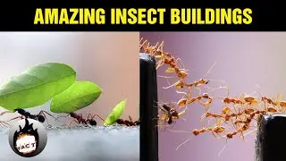 Amazing Insect Buildings