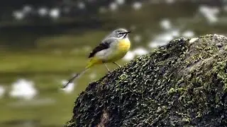 Grey Wagtails at Golitha Falls in Cornwall