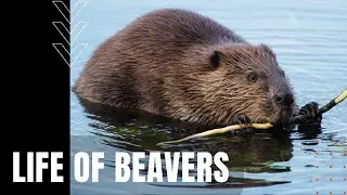 The Life of Beavers