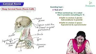 Cervical fascia and spaces : Head and Neck Anatomy : MBBS Lecture