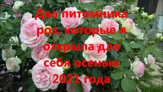 ДВА ПИТОМНИКА РОЗ, КОТОРЫЕ Я ОТКРЫЛА ДЛЯ СЕБЯ ОСЕНЬЮ 2021 ГОДА.