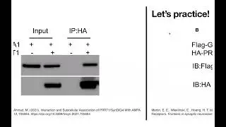 Interpretting co-IP & other pulldown figures