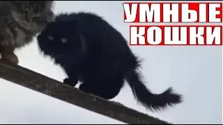Дрессировка умные кошки training smart cats