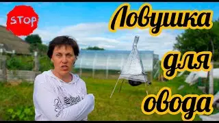 Ловушка для овода! Как избавиться от оводов и слепней в деревне на даче? Совет от Фермачей в деревне