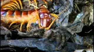 Tarantulas And Their Venomous Relations