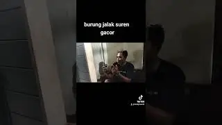 jalak suren gacor berulah lagi