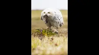 Nothing gets past a snowy owl 👀 #FrozenPlanet2