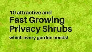 Fast Growing Privacy Shrubs