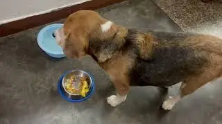 Leo sometime surprises us #leo2.0 | Leo The Beagle