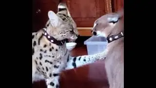 Brutal floppa sogga cat fight