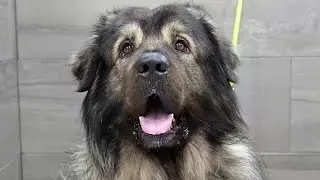 De-shedding A Giant Šarplaninac Dog