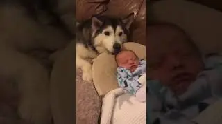 Husky & Baby Becoming Best Friends! #shorts