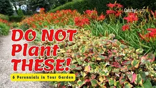 🚫 DO NOT Plant THESE 6 Perennials in Your Garden! 🌸 // Gardening Tips