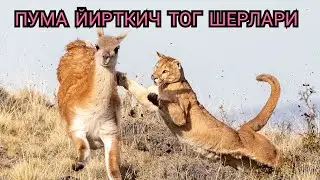 Пума хакикий дахшатли йирткич Тог шерлари 