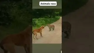 Dog Vs Tiger 🐅#shorts #viral #youtubeshorts 😃💝