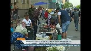 Платный сбор ягод и грибов. В правительстве обсуждают новый законопроект о дикоросах