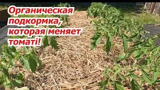 Подкормите так высаженную рассаду  томатов  и через неделю вы их не узнаете!