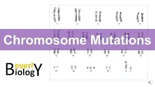 Chromosome mutations