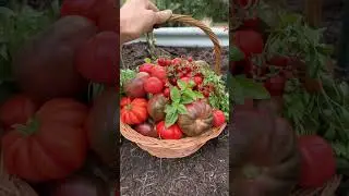 I can’t believe it! What a harvest! #shorts #tomatoes #harvest #organicgardening