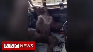 Bear cub high on hallucinogenic mad honey rescued by park rangers - BBC News