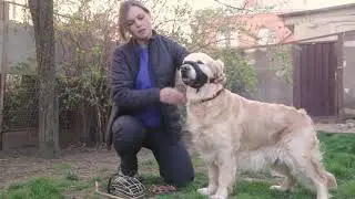 намордник для собак нейлоновый распаковка с Алиэкспресс
