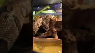 Как видят змеи 🐍  #змея #рептилии #природа