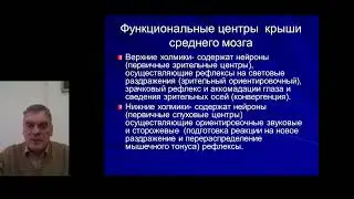 Развитие и функциональная анатомия ствола мозга