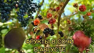 1 АВГУСТА В ИМЕРЕТИНКЕ: +29° ЖАРЫ, ПОКАЗЫВАЮ, КАКИЕ ФРУКТЫ И ЯГОДЫ СЕЙЧАС РАСТУТ НА ЮГЕ. АДЛЕР 2024