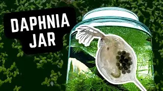 How To Grow Live Food for Guppies 🐟 Daphnia Culture Ecosystem in a Jar #aquarium #guppy #fishtank