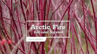 30 Seconds with Arctic Fire® Red Twig Dogwood